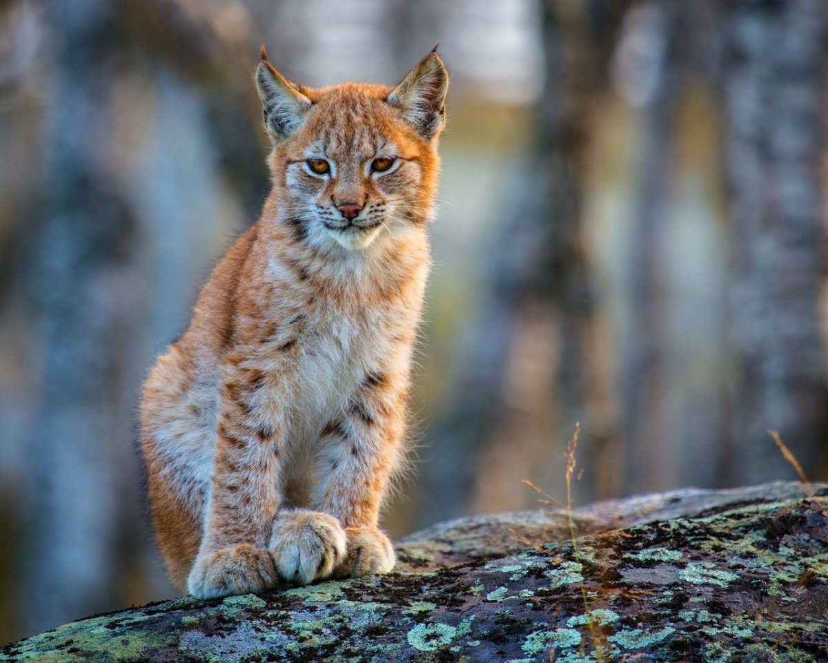 Семейство кошачьих Рысь