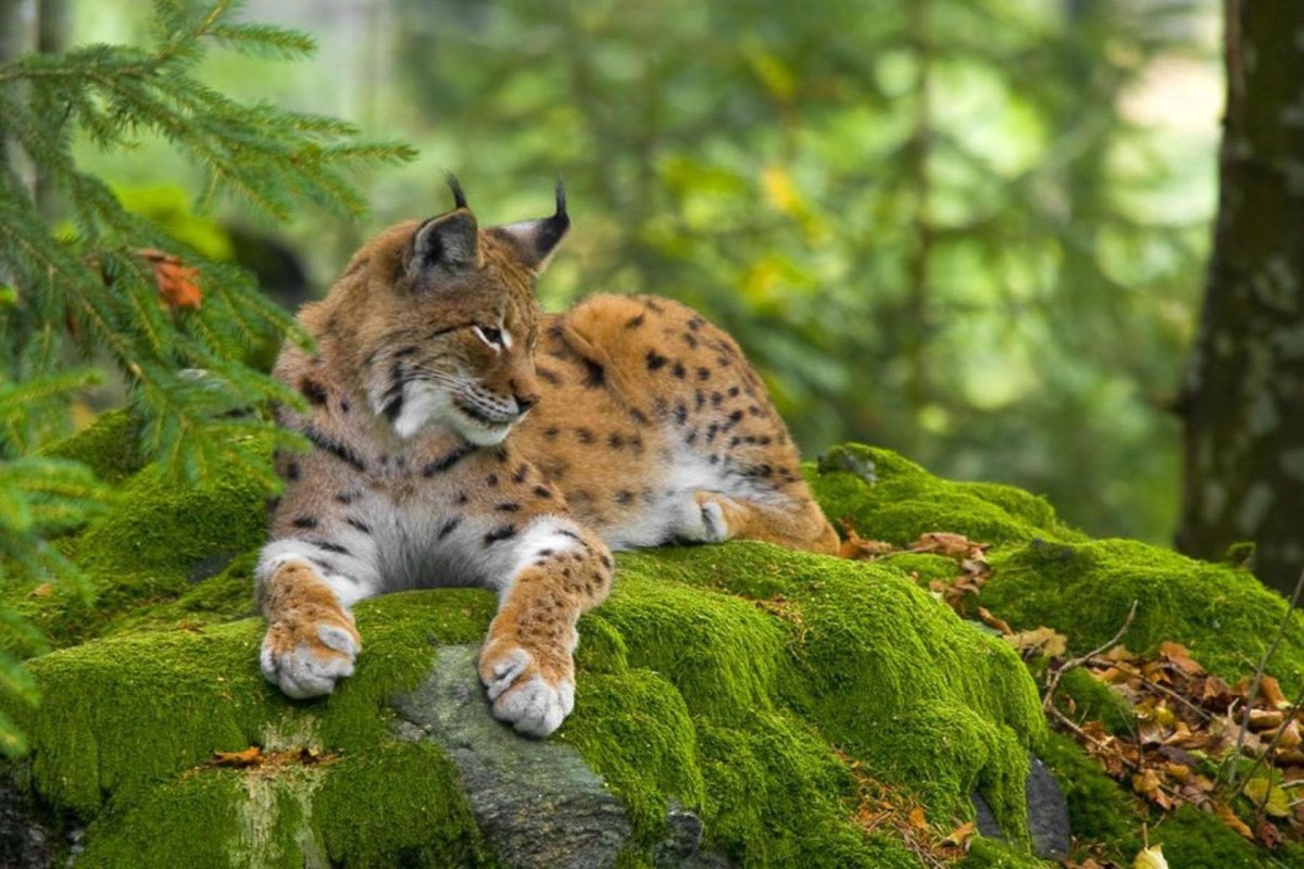 Рысь (Lynx Lynx) в дикой природе