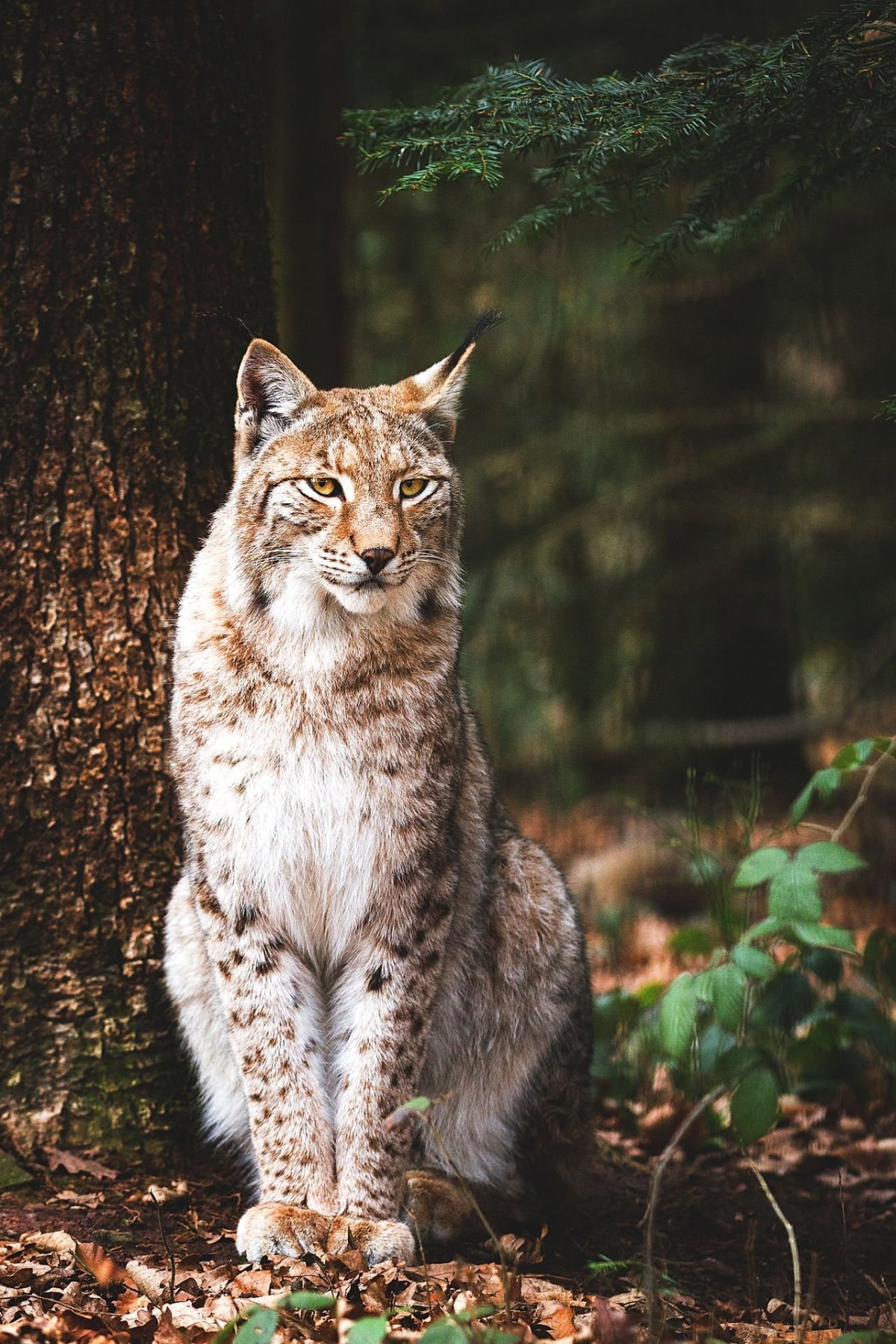 Евроазиатская Рысь