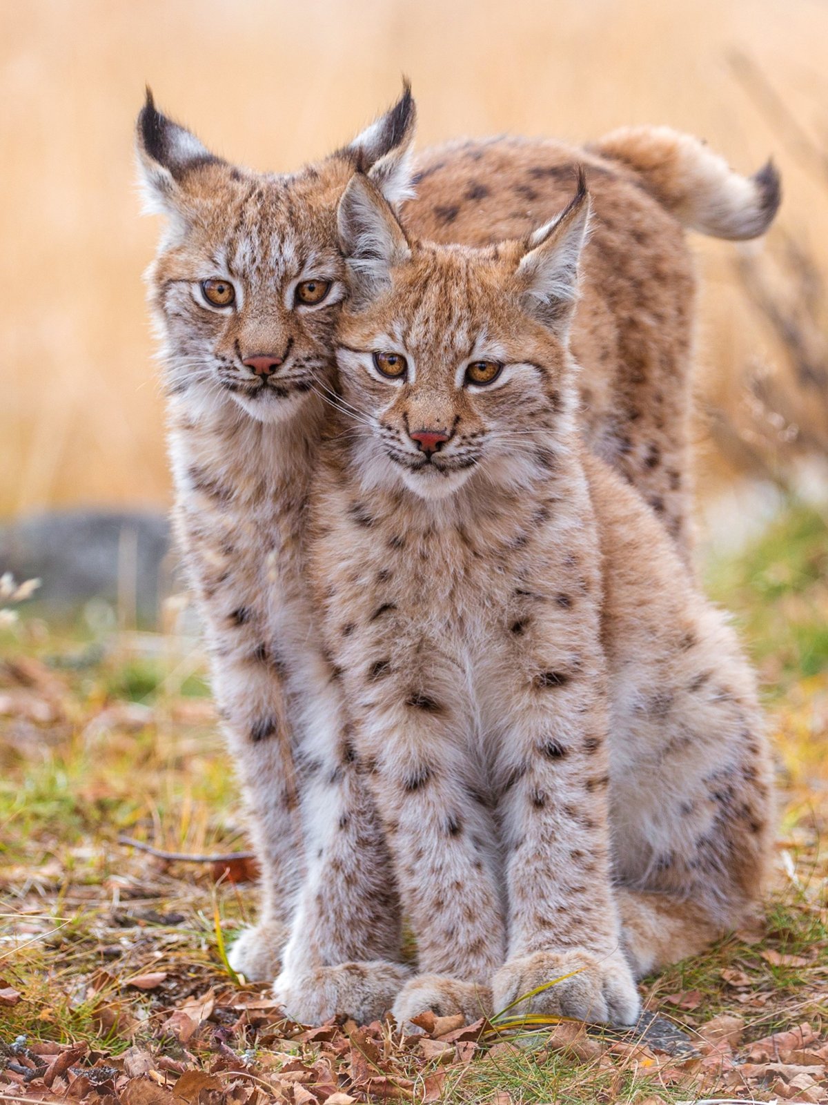 Бобкэт Рысь домашняя