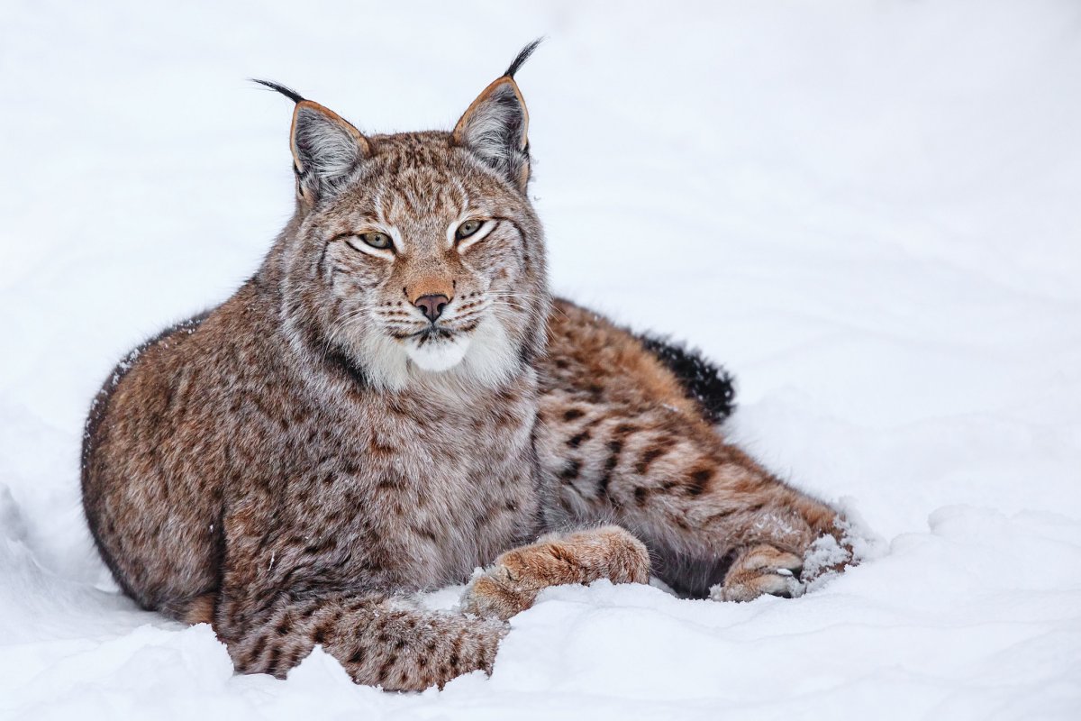Рысь обыкновенная Lynx Lynx Linnaeus, 1758