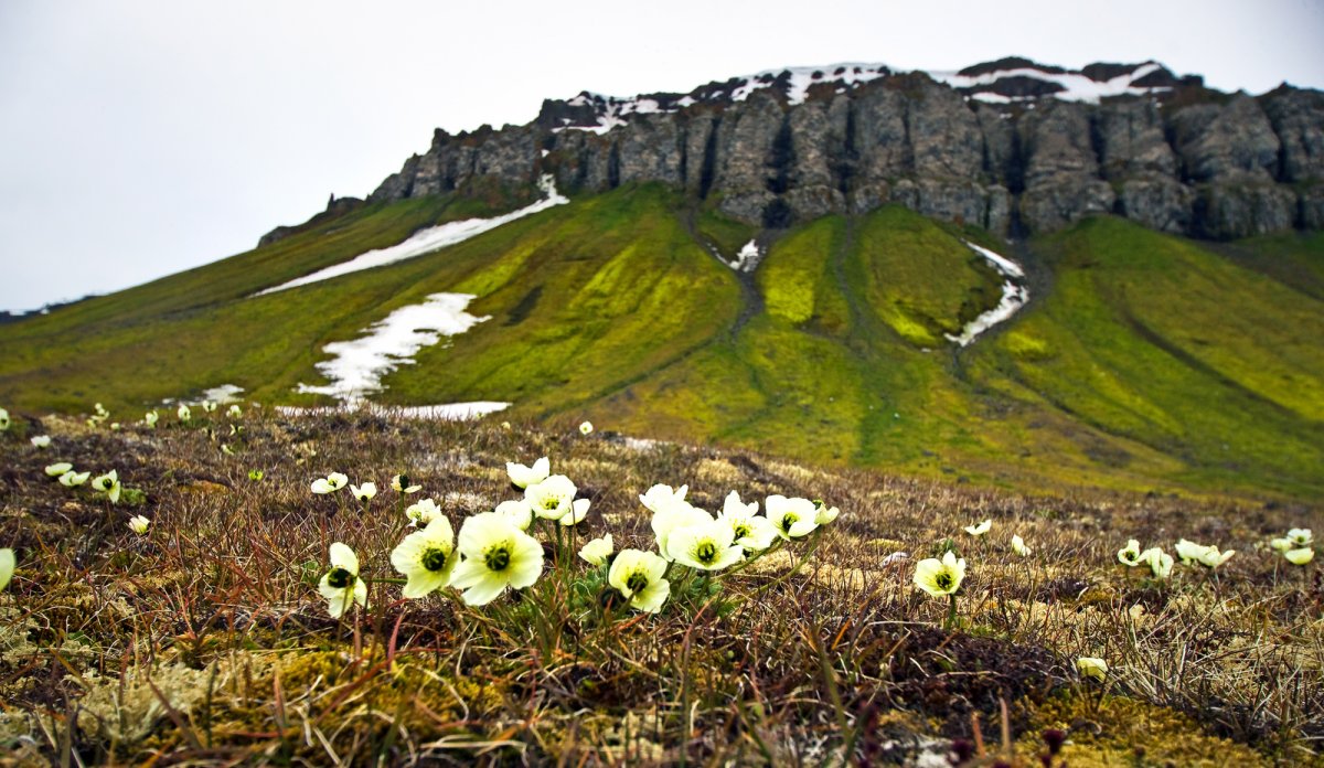 Арктика Флора Полярный Мак