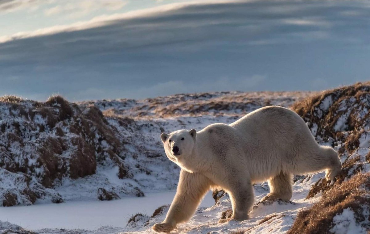 Природный комплекс заповедника остров Врангеля