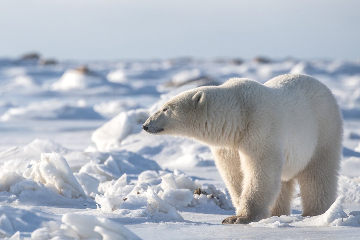 Белый медведь в арктической пустыне