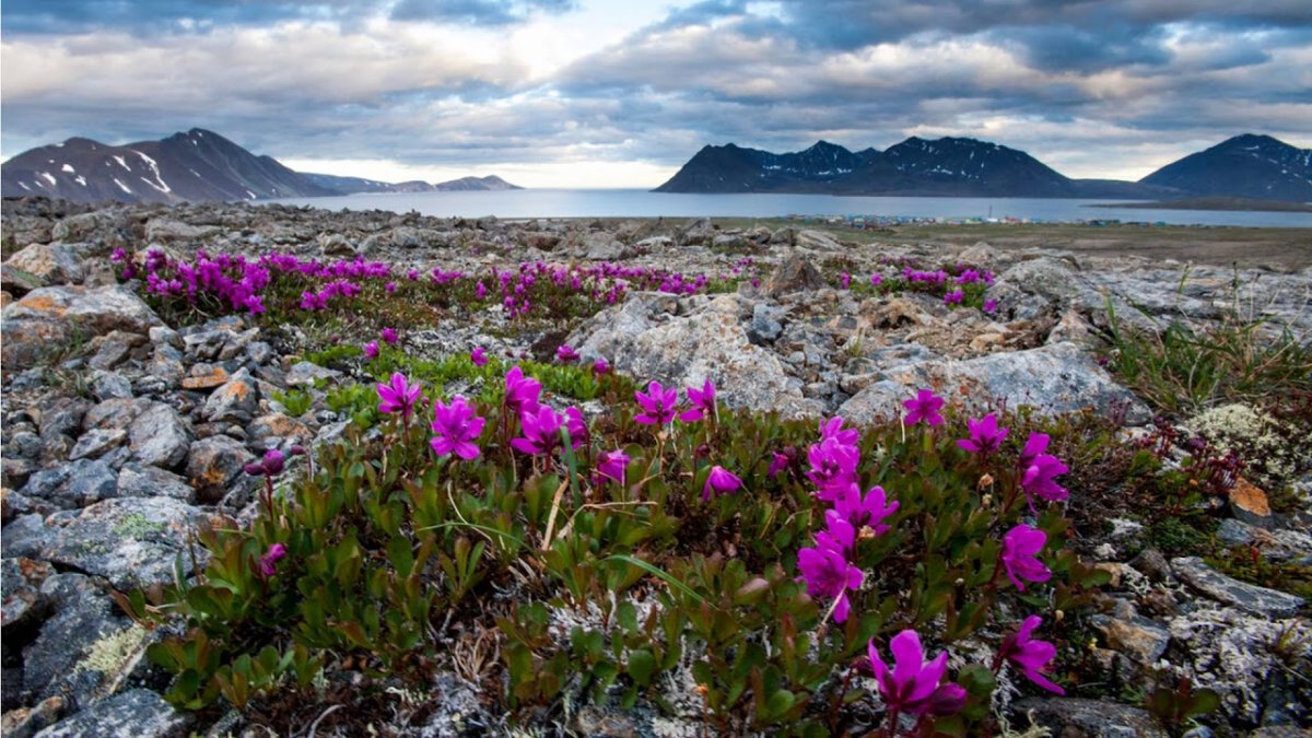 Чукотка остров Врангеля