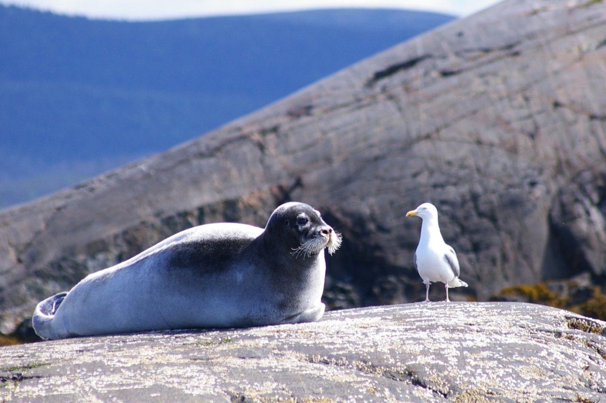 Сергей Анисимов Айсберг