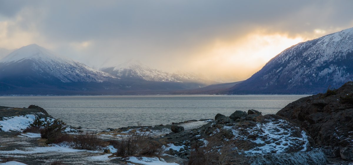 Арктический заповедник белый медведь