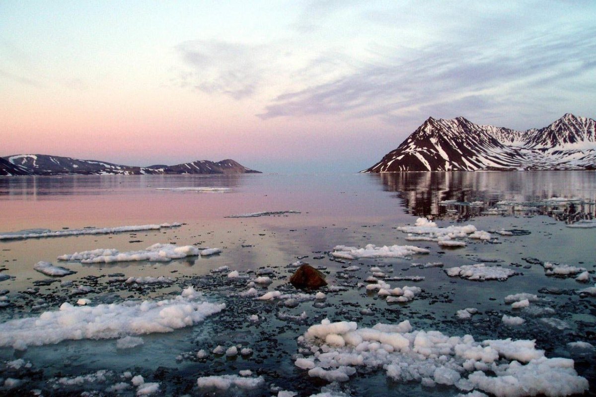 Остров Врангеля белые медведи