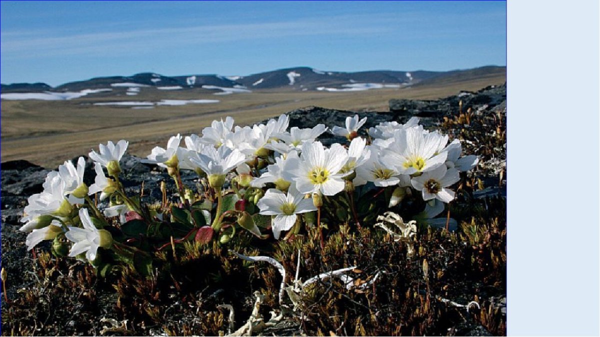 Большой Арктический заповедник