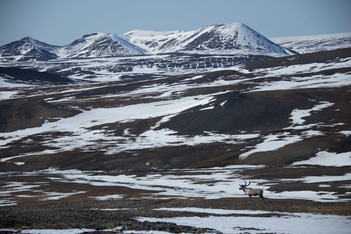 Национальный парк русская Арктика