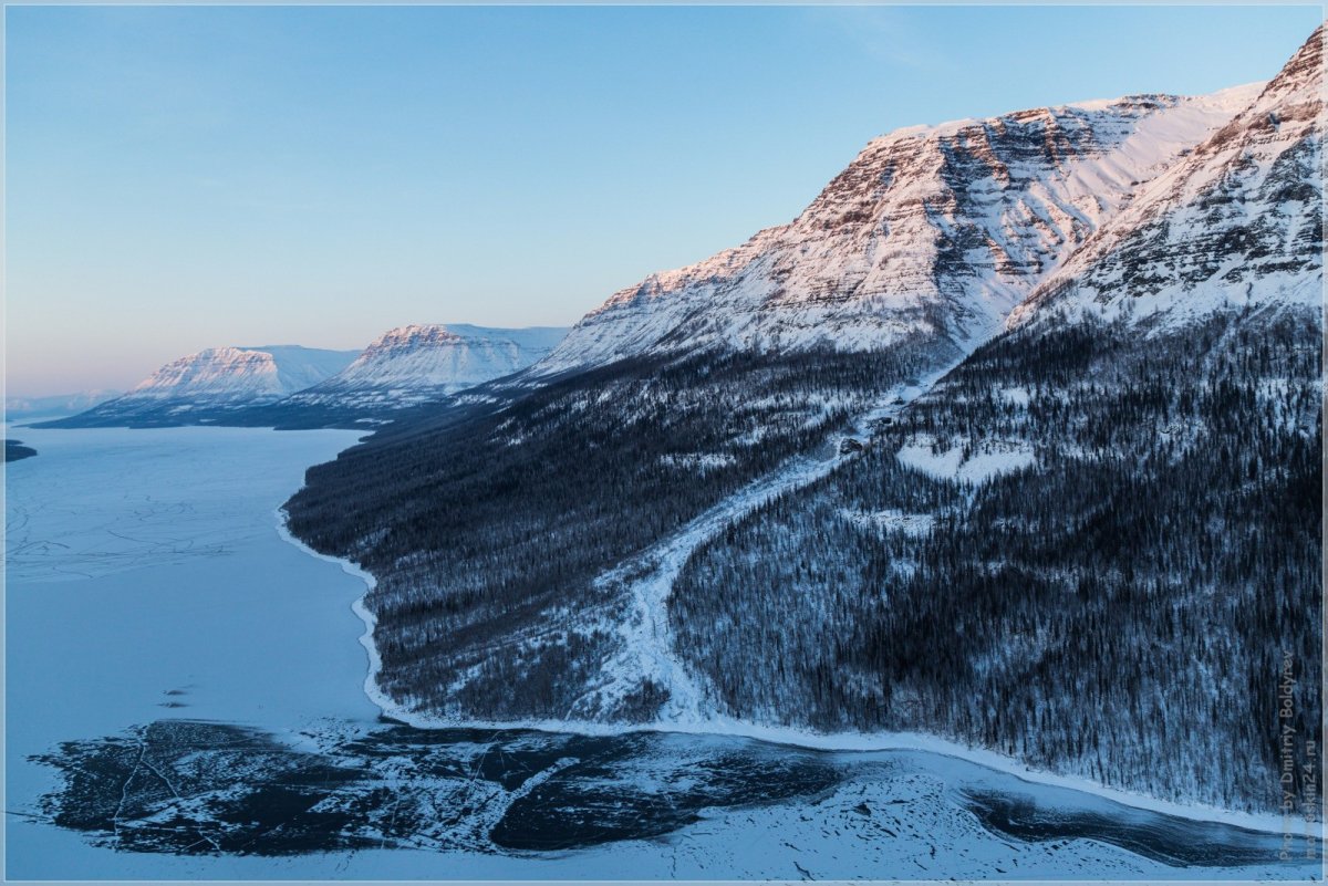Белый медведь и песец Тип взаимоотношений