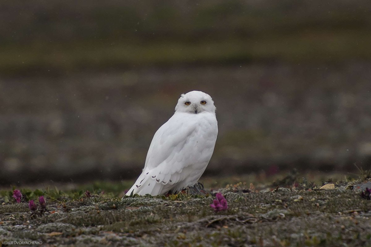 Песец арктических пустынь