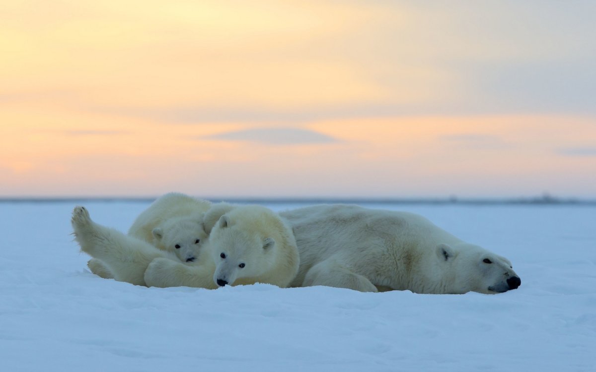 Арктический заповедник Красноярский край