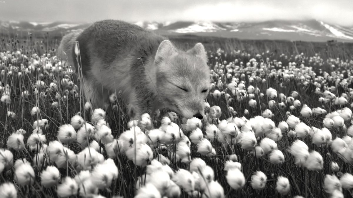 Арктические моря