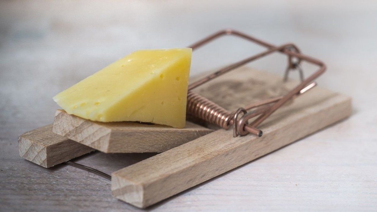 Сыр в мышеловке
