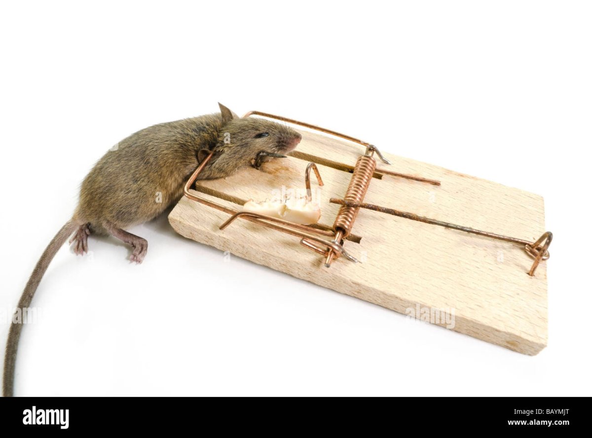 Давилки для грызунов