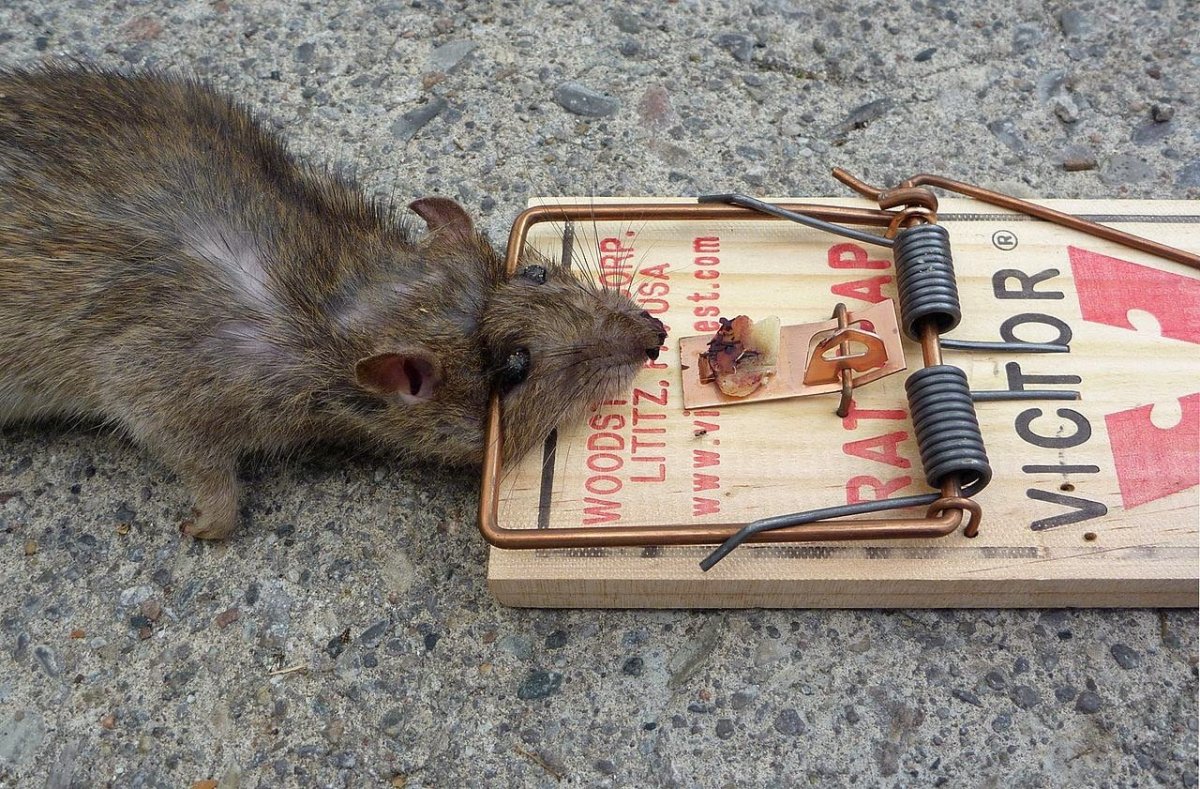 Капкан для мышей