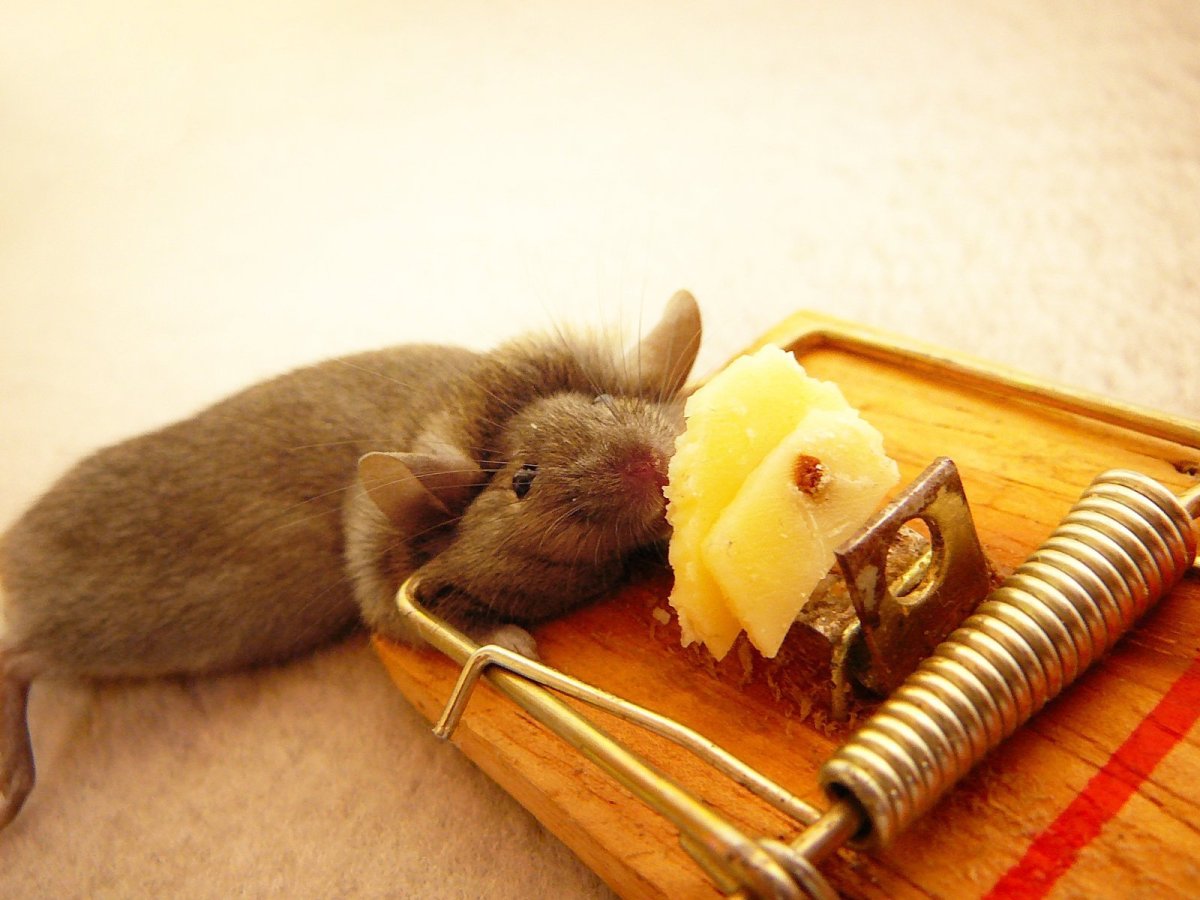 Мышь в мышеловке