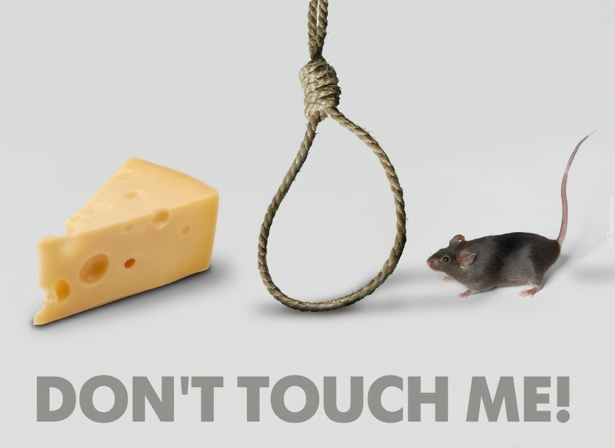 Мышь и бесплатный сыр