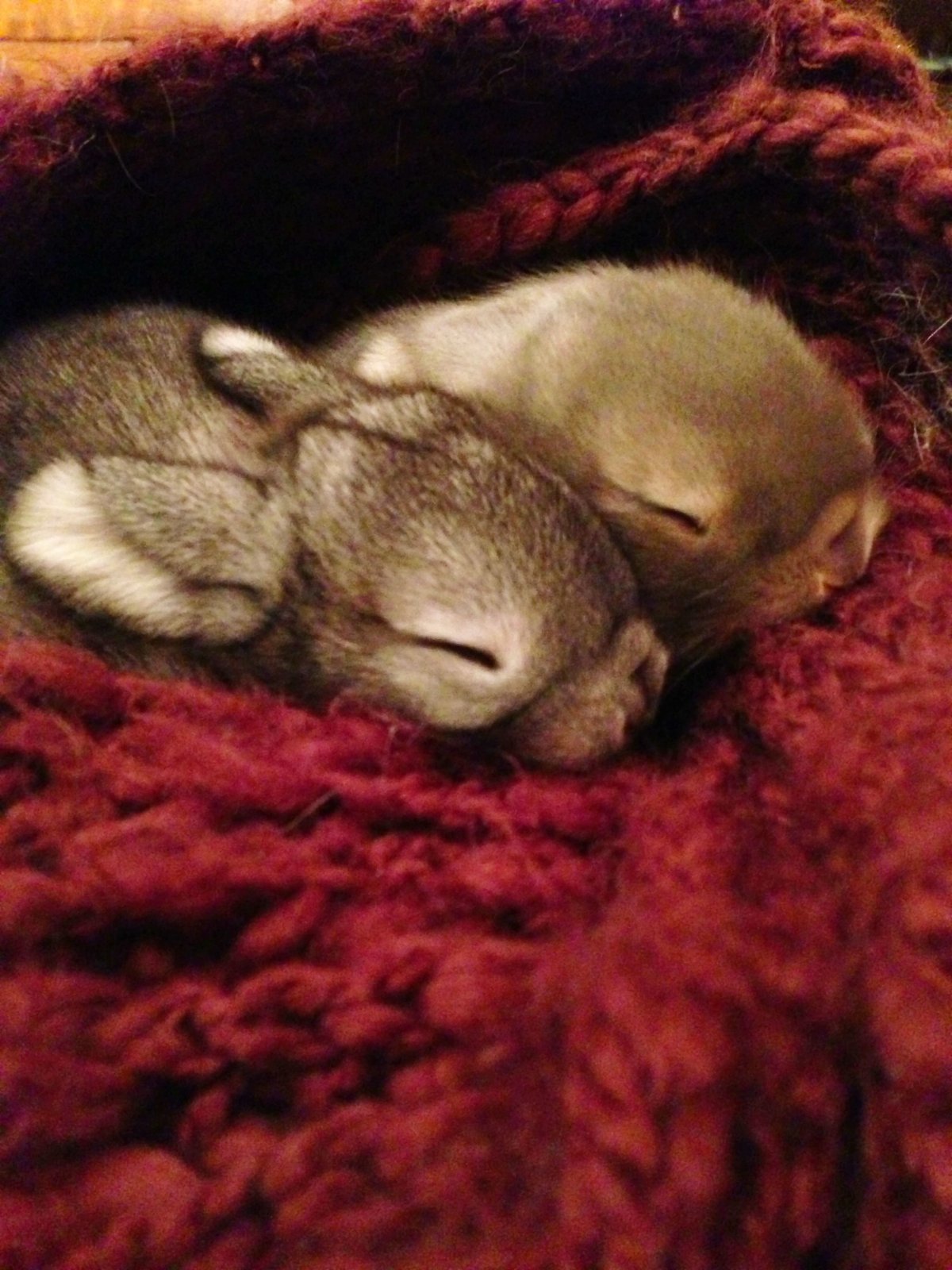 Спокойной ночи Зайка мишка