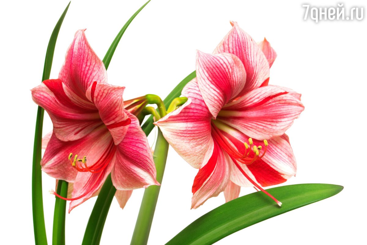 Отрисовки амариллис