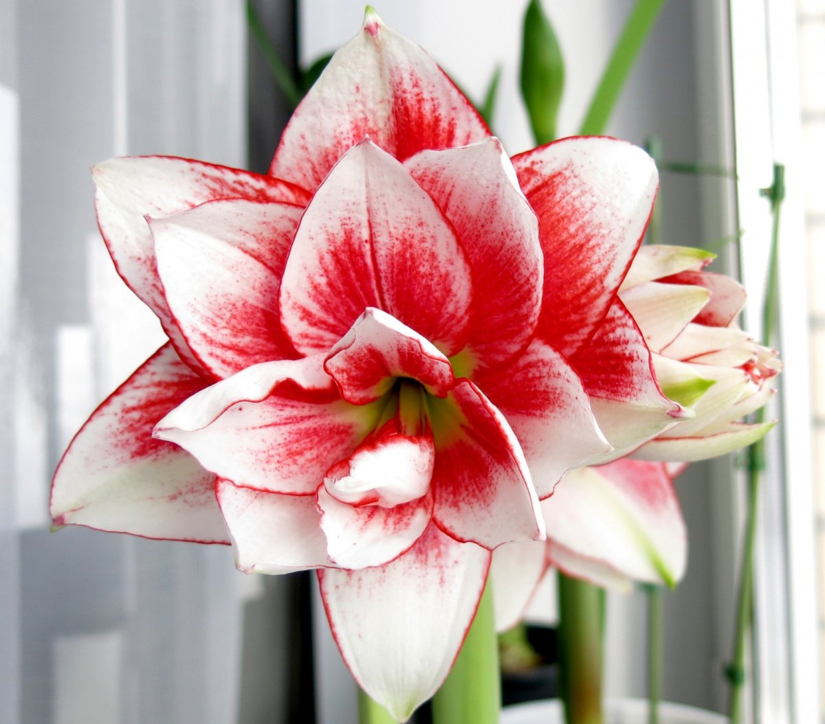 Амариллис Элвас