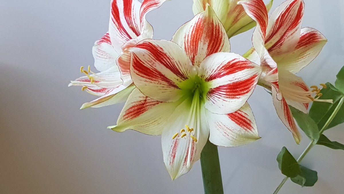 Амариллис (гиппеаструм) белладонна