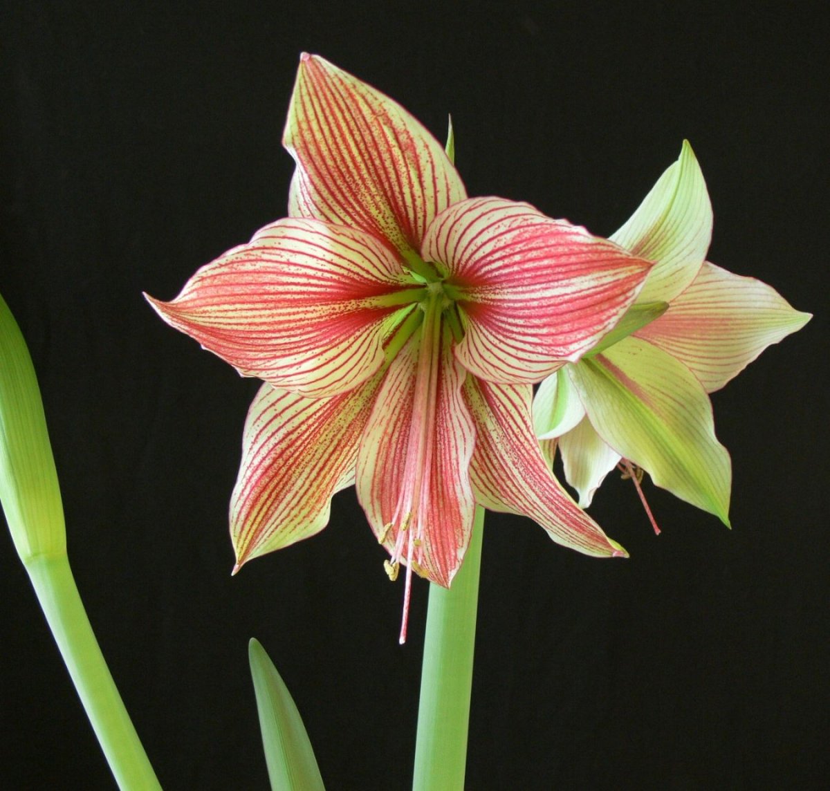 Exotic Star гиппеаструм