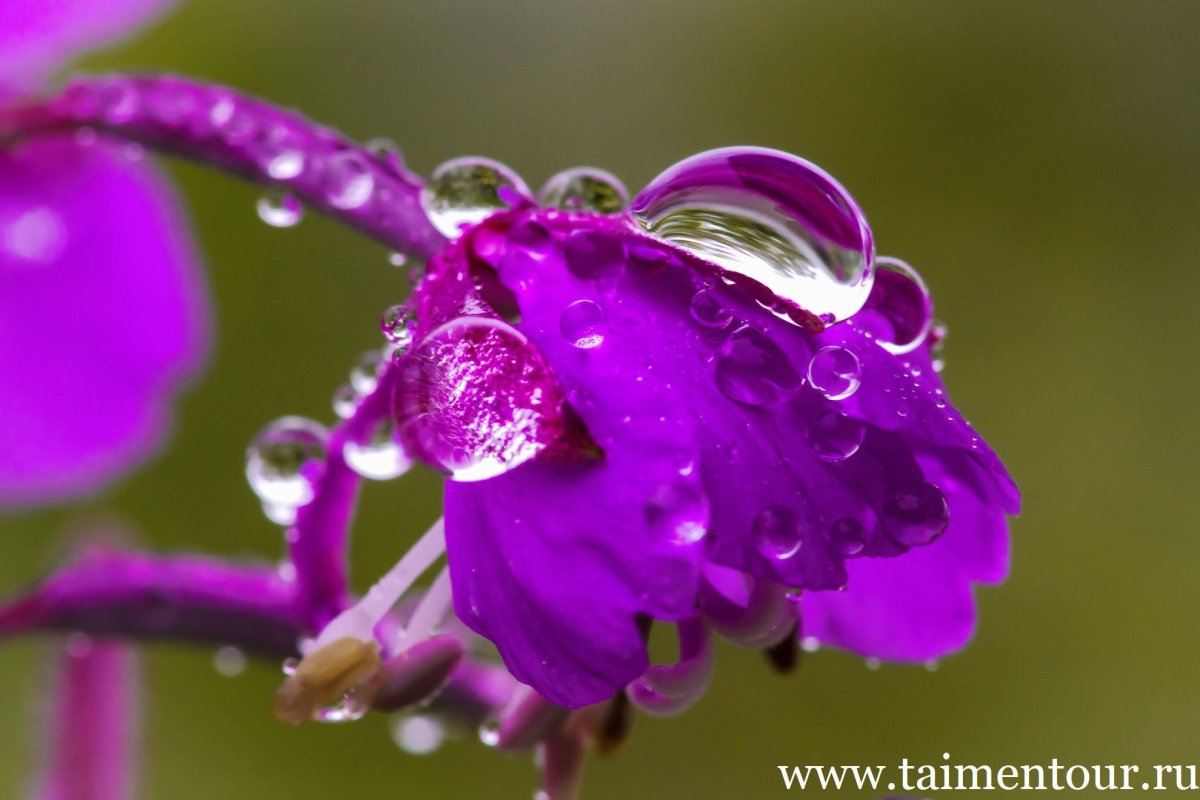 Роса на цветах