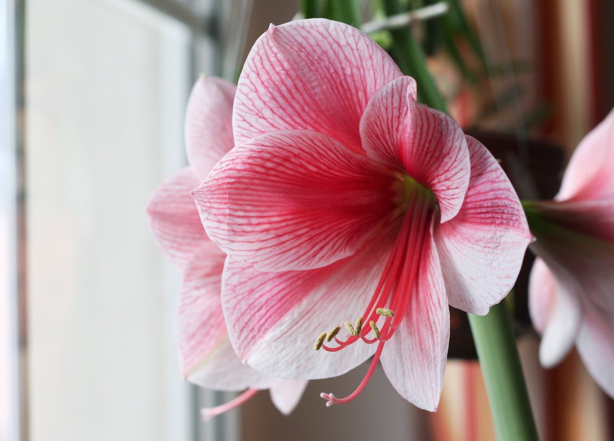 Амариллис Пурпл Рейн