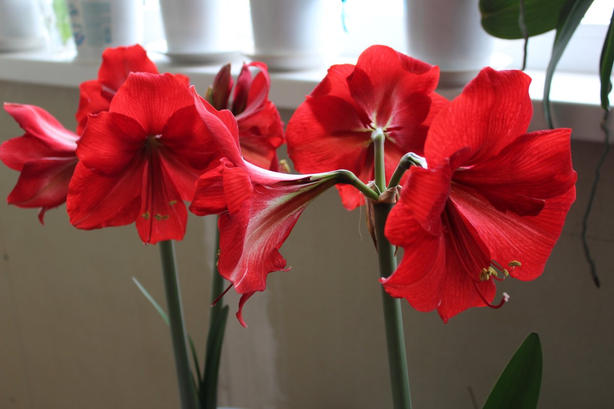 Комнатные цветы гиппеаструм