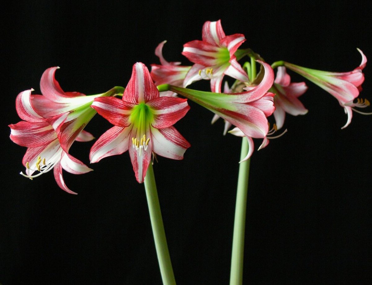 Гиппеаструм Сонатини Аляска