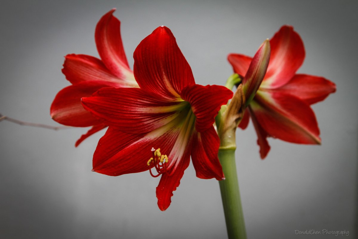 Гиппеаструм Виттатум