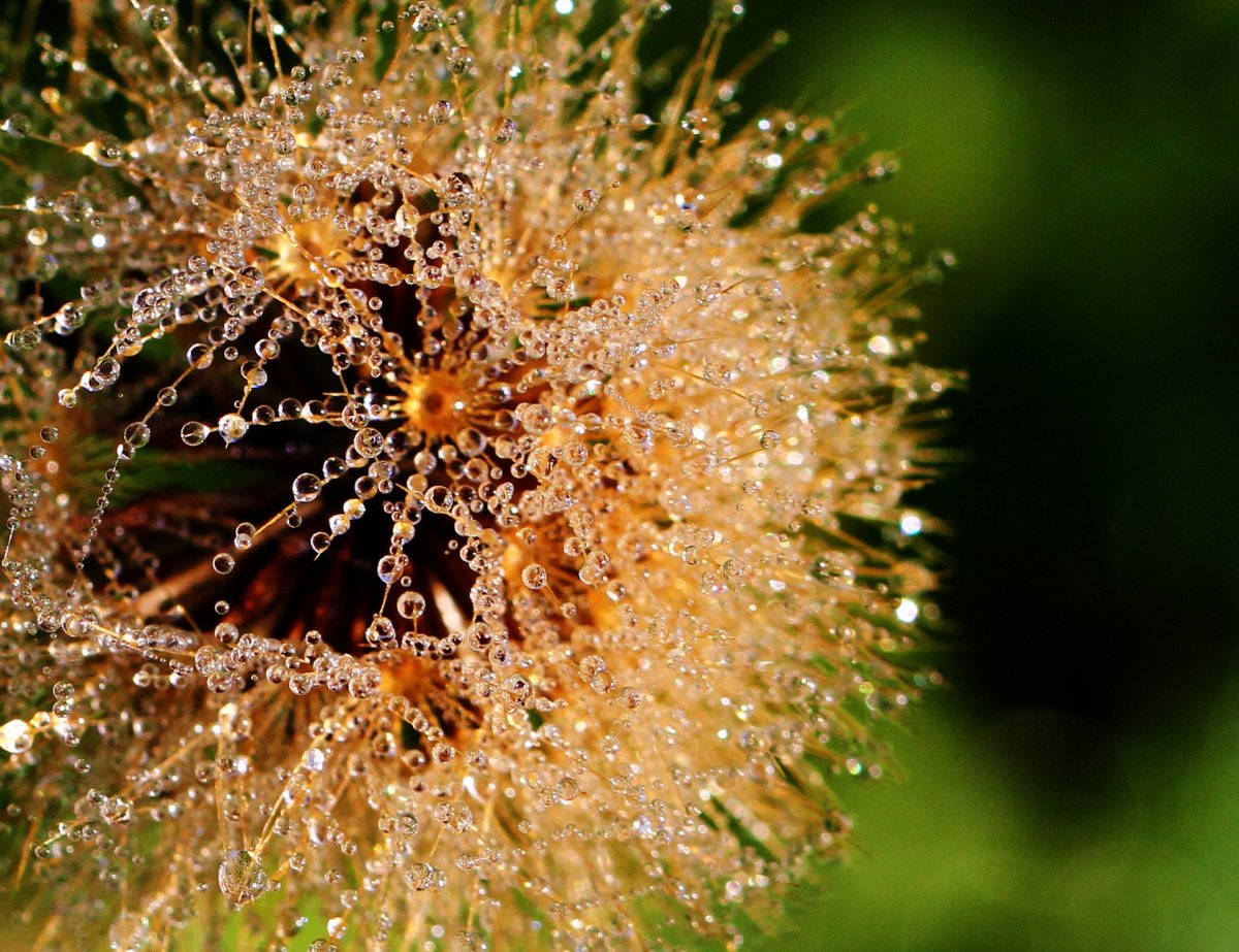 Зелень с росой