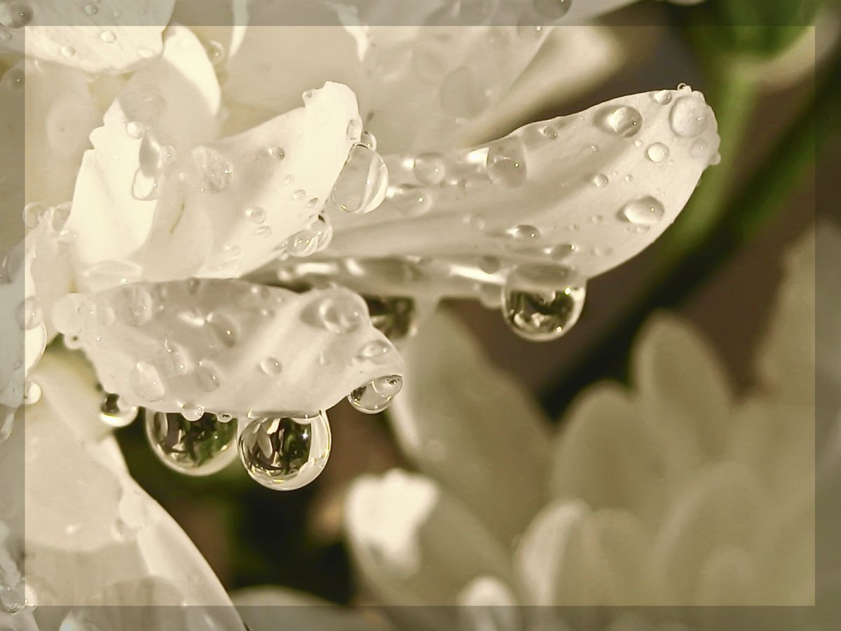 Роса в горах