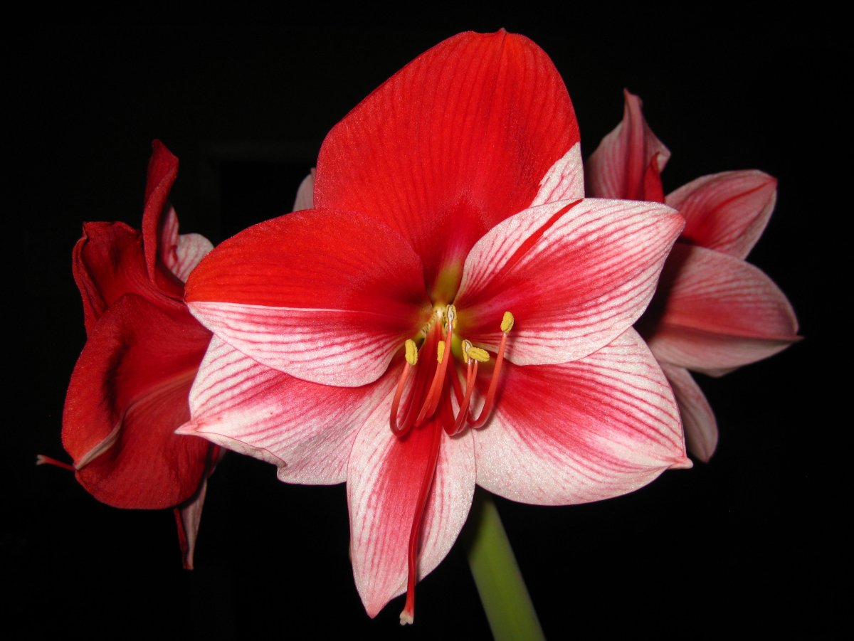 Гиппеаструм Фейри Тейл