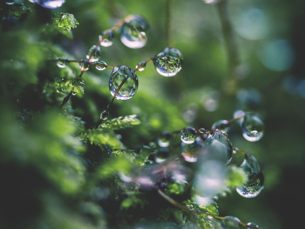 Травинка роса макро