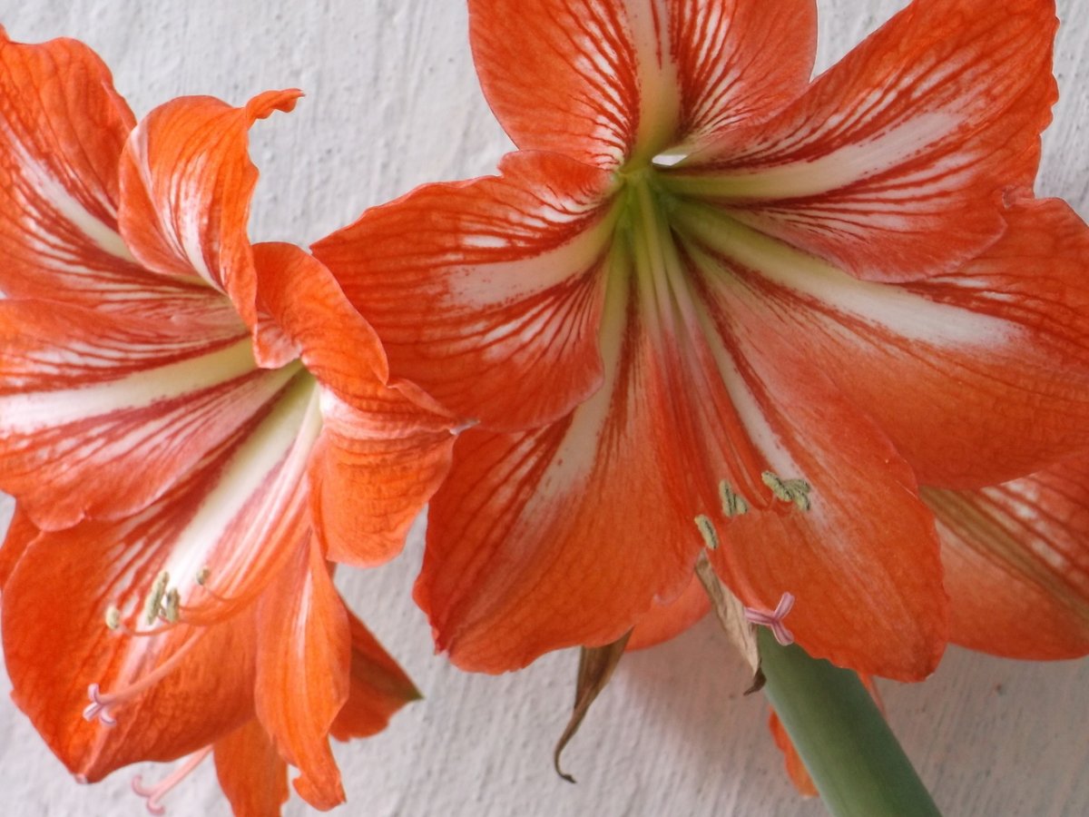 Лилия гиппеаструм цветок