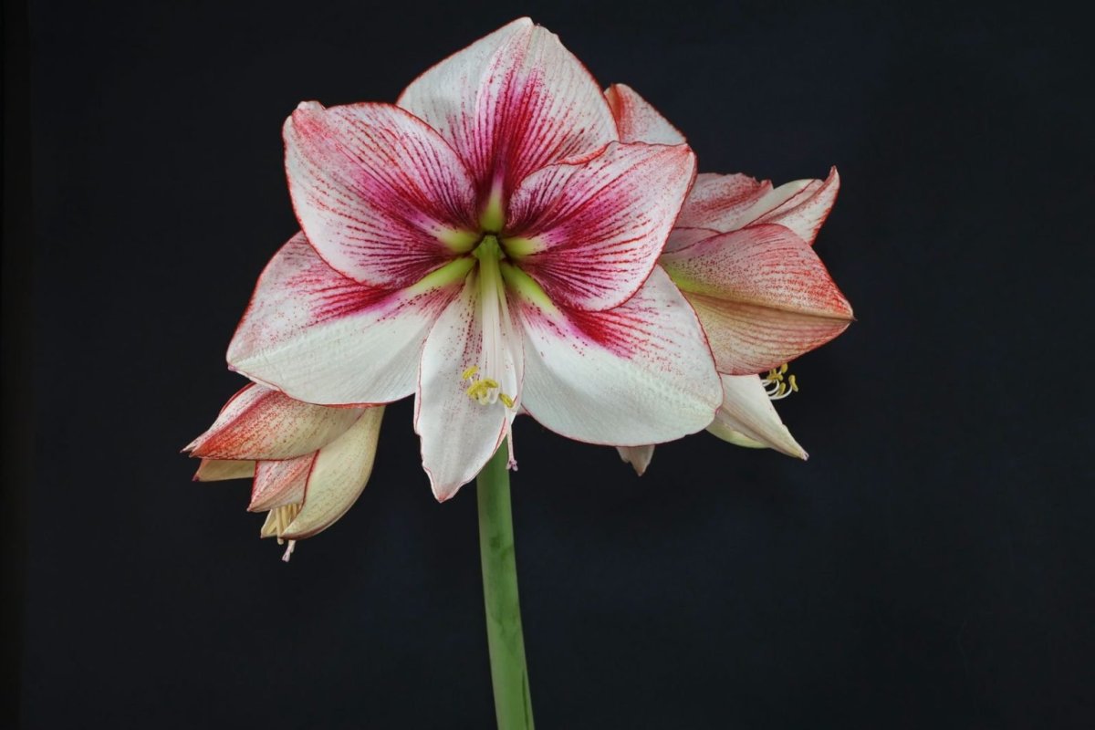 Гиппеаструм Showmaster