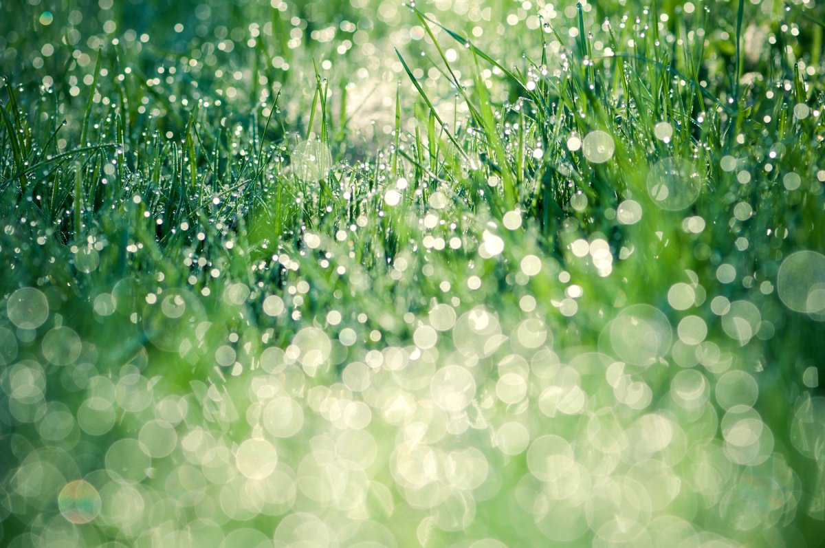 Роса на траве