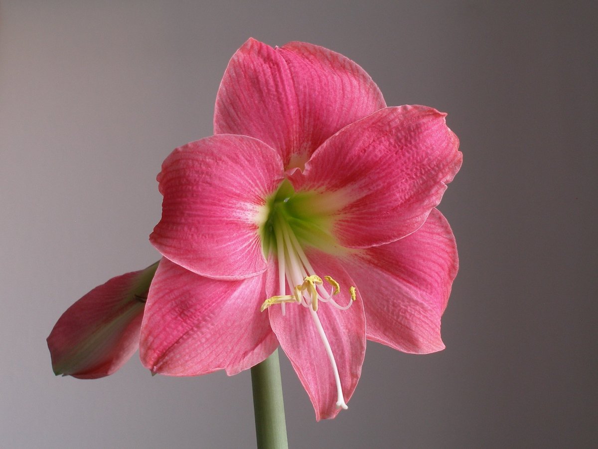 Гиппеаструм гибридный амариллис