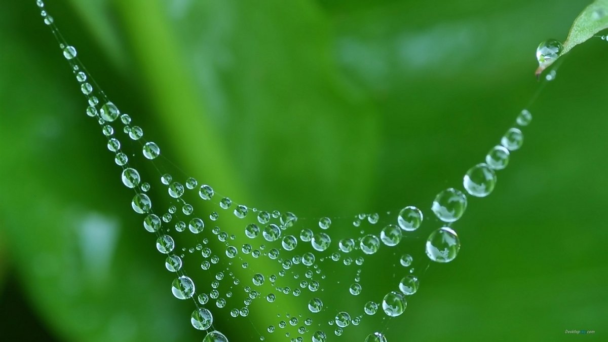 Капельки росы на солнце