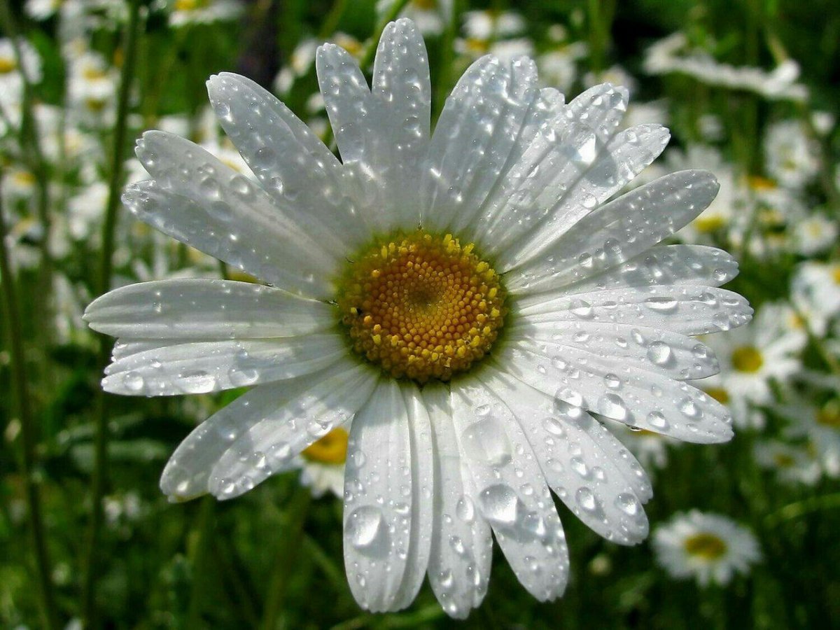 Японский фотограф Miki Asai.