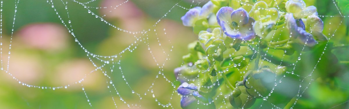 Листик с росой