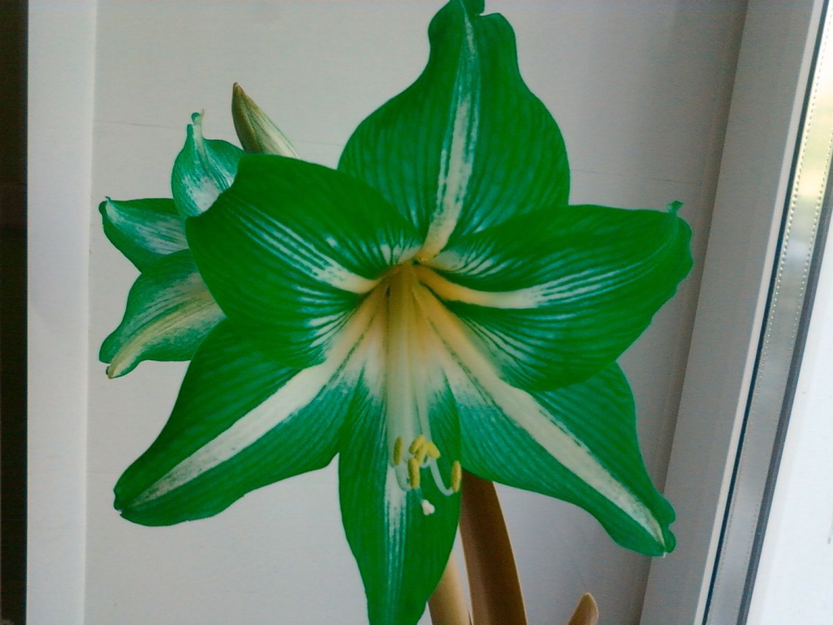 Гиппеаструм изумрудный