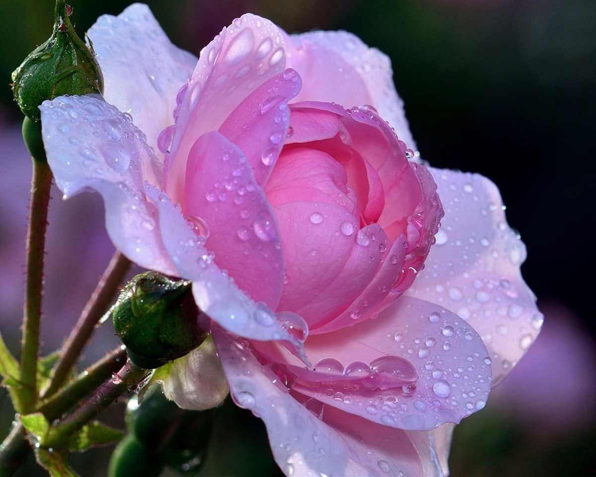 Капли росы на листьях