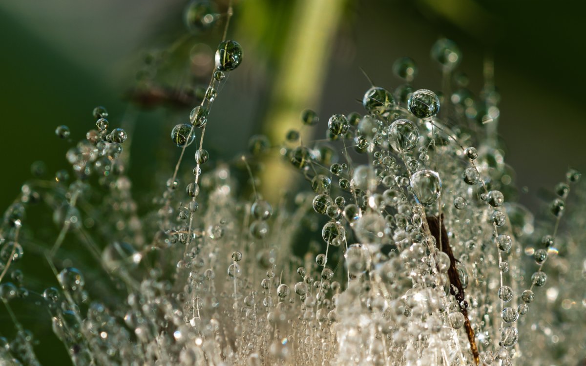 Капли дождя на листьях