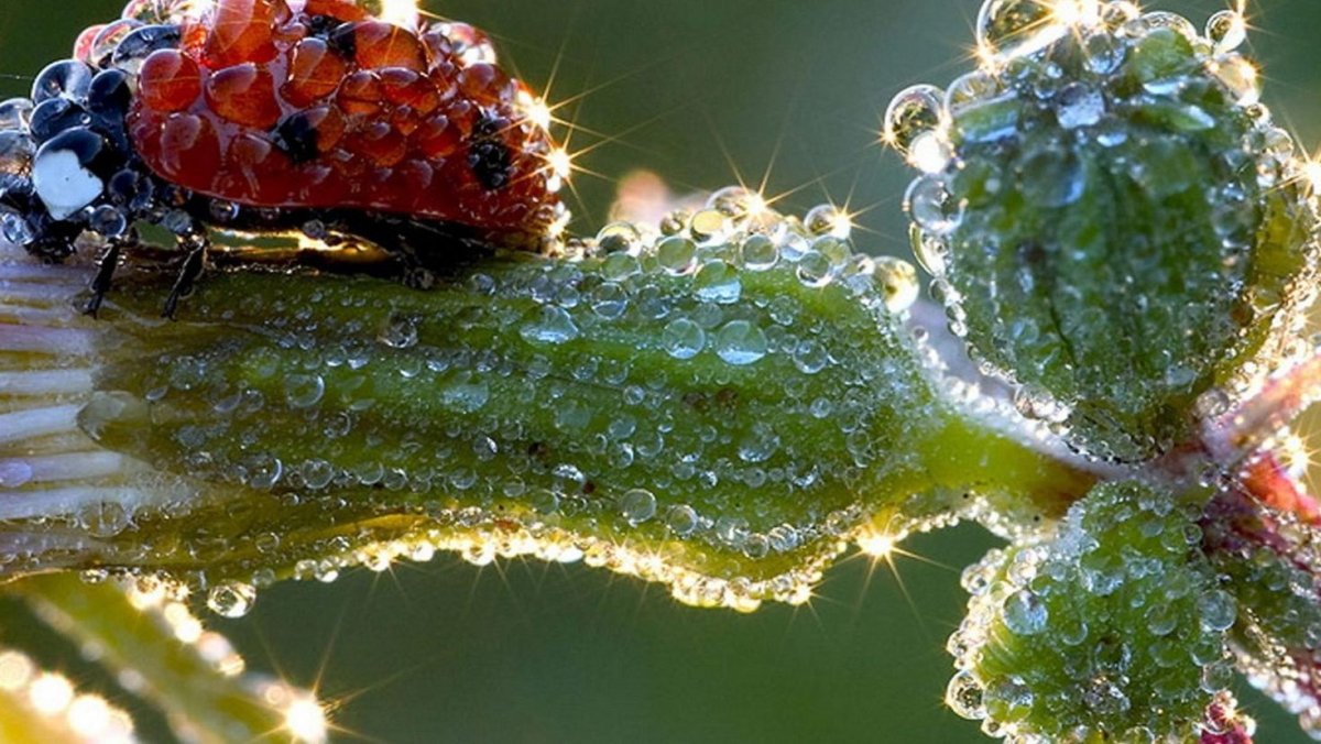 Цветы с каплями росы