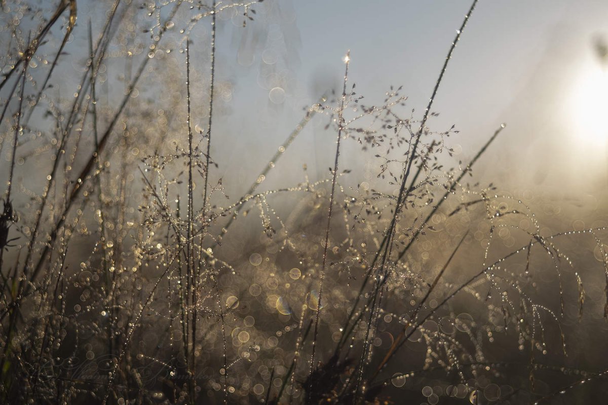 Роса на ветке