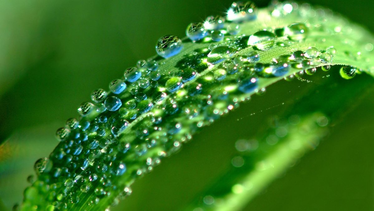 Природные явления роса